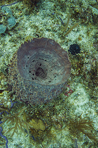 穆尔塔海洋海绵潜水珊瑚海绵体生活藻类植物群图片