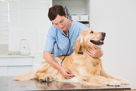 兽医用听诊器检查一只可爱的狗动物女士家畜工作考试宠物女性办公室医务室医疗背景图片