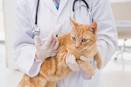 在猫身上打针的兽医动物考试医疗工作医务室防护检查注射家畜专家图片
