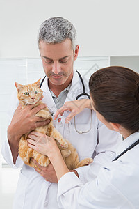 在猫身上打针的兽医检查家畜考试办公室注射器医疗注射宠物女士动物图片