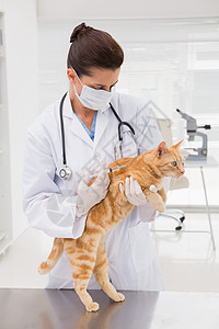在猫身上打针的兽医医疗动物手套医务室家畜注射注射器女士办公室检查图片