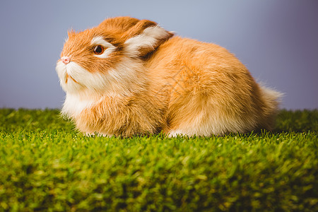 姜汁小兔填充兔子宠物玩具动物图片