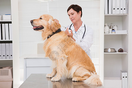 兽医在可爱的狗身上打针女性考试动物宠物注射家畜专家女士注射器检查图片