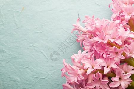雅金丝花束宏观叶子绿色粉色植物植物学背景图片