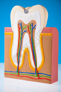 人牙结构 亮亮多彩的音调概念衰变空腔指甲打扫树脂假肢感染牙齿神经口腔科图片