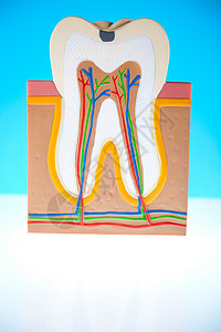 人牙结构 亮亮多彩的音调概念咀嚼牙齿疼痛衰变指甲打扫动脉口腔科空腔牙龈图片