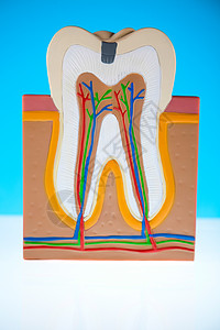 人牙结构 亮亮多彩的音调概念打扫动脉牙齿树脂牙龈空腔衰变假肢牙科牙医图片