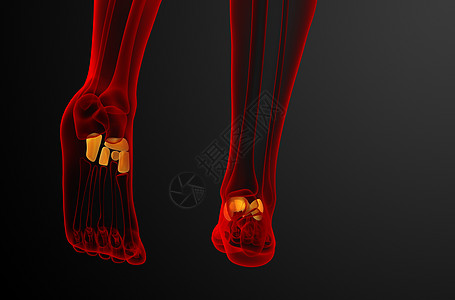 3d为医学上的中脚骨插图舟状跗骨指骨骨骼长方体骨头文字楔形跖骨医疗图片