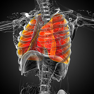 3d为肺部的医学插图解剖学生物学胸部支气管器官身体背景图片