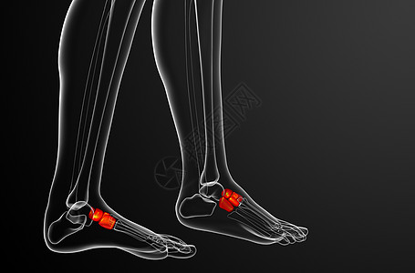3d为医学上的中脚骨插图骨头楔形舟状医疗骨骼长方体跗骨跖骨指骨图片