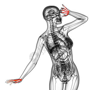 3d为手骨的医学插图健康骨头生物学胸部医疗科学骨骼解剖学风湿病手指图片