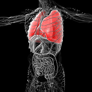 人体肺3D医学插图胸部生物学器官身体解剖学支气管背景图片