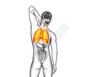 3d为人类呼吸道系统医学说明 第3d条器官胸部腹部解剖学支气管图片