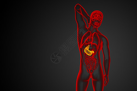 3d为胃部的医学插图器官解剖学腹部医疗图片