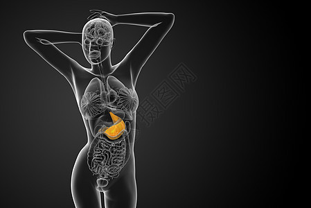 3d为胃部的医学插图医疗腹部解剖学器官背景图片