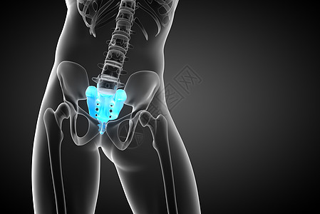3d为血原骨的医学插图卫生医疗尾骨椎间柱子解剖学骨骼脊柱保健椎骨图片