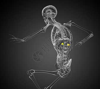 3d 提供脾脏的医学插图医疗x光病人器官健康药品诊断生物学解剖学背景图片