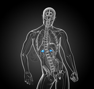 3d 提供脾脏的医学插图医疗器官解剖学病人x光健康诊断生物学药品背景图片