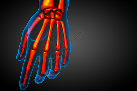3d为手骨的医学插图骨头骨骼膝盖骨科颅骨医疗耐力治疗解剖学x光图片
