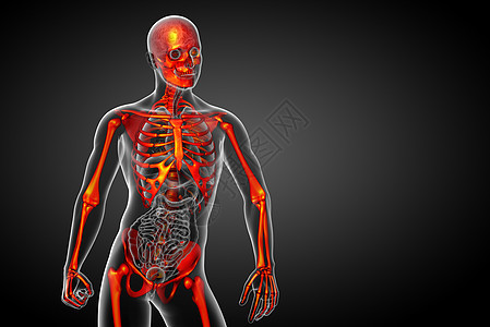 3d为骨骼的医学插图医疗解剖学治疗关节骨头耐力骨科颅骨膝盖x光背景图片