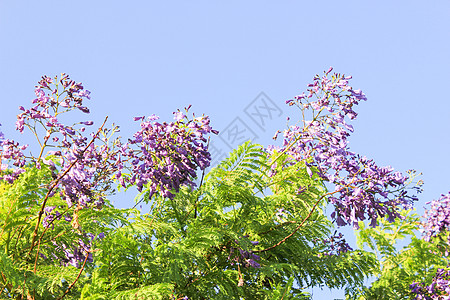 海水背景蓝花生长花瓣蓝色植物花园叶子荒野雏菊植物群天空背景