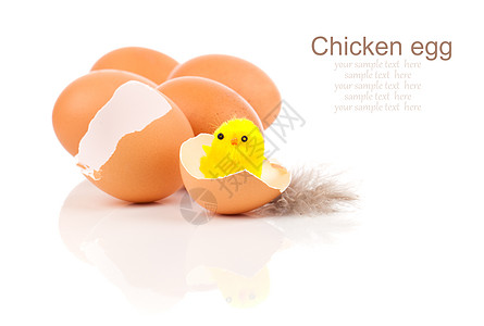 鸡蛋碎蛋 白本鸡蛋图片