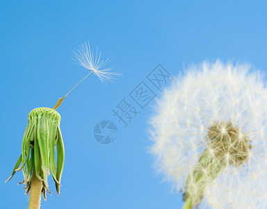 带种子的荒地象征空气生命周期场景风景生长自由天空损失杂草图片