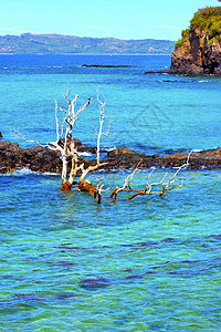 印地海中沙滩海草图片