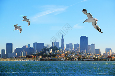旧金山岩石港口旅行飞行地标历史海鸥航海安全海洋图片
