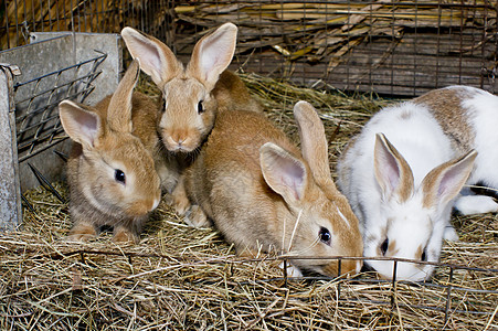 兔子来了宠物野生动物农场家畜灰色毛皮野兔哺乳动物荒野白色图片
