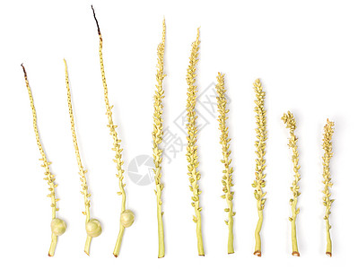 分离的椰花分支 Spadix图片