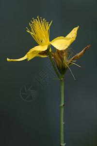 黄黄双超强正前程花瓣雌蕊宏观棕色叶子绿色黑色黄色花园穿孔图片