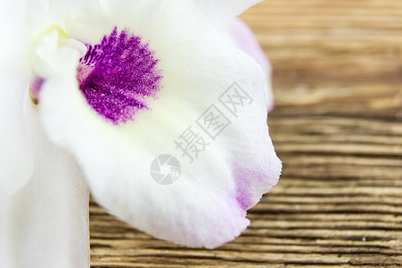 花朵就放在木本上药品身体香味奢华温泉花瓣治疗石头兰花热带图片