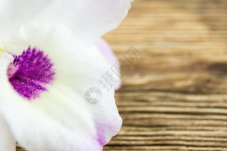 花朵就放在木本上温泉石头热带花瓣奢华兰花身体治疗药品香味图片