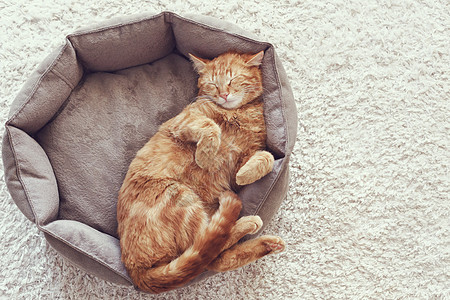 猫咪睡觉猫科动物红色篮子地面地毯休息动物说谎姿势宠物图片