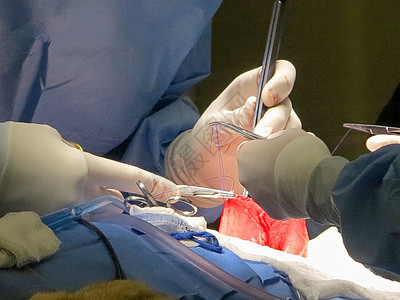 胃部抽取手套器官疾病剪刀母狮镊子手术从业者伤口动物图片