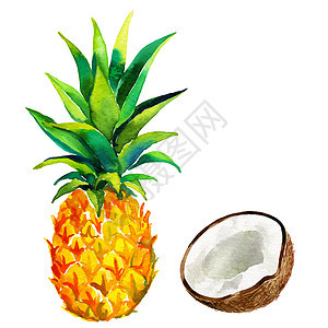 向量菠萝和椰子插图图片