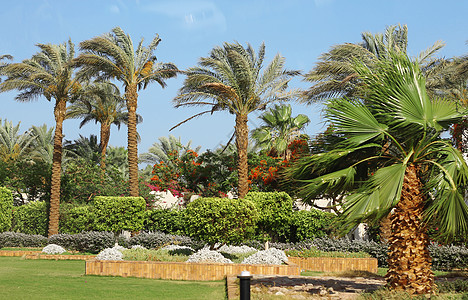 棕榈树与蓝天相对棕榈晴天生物气候植物叶子天堂生长绿色环境图片