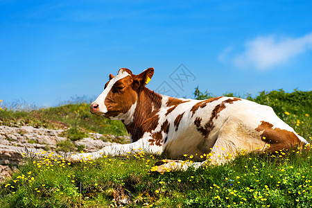 山上羊肉 夏季草地农田牛肉奶制品农业说谎奶牛牧场家畜花朵动物图片