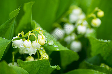 May Lily 五月丽宏观白色绿色礼物季节百合花束花瓣叶子植物图片