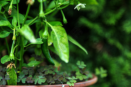 辣椒尼厨房收成场地胡椒燃烧疼痛蔬菜食物栽培植物图片