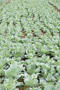农业卷心菜生长植物蔬菜乡村土壤收成绿色叶子食物花园图片