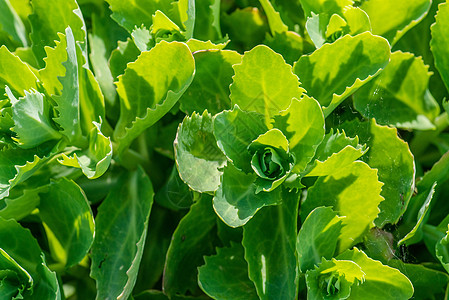 特写绿色卷心菜农场生长农业植物群食物叶子植物生产营养场地图片