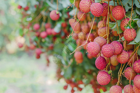 柳叶果饮食植物绿色营养荔枝红色果园热带粉色食物背景图片
