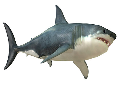 大白鲨鱼女性图片