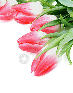 春季郁金花叶子花瓣框架水滴郁金香花束自然花头宏观植物学图片