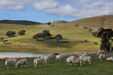 隐形车衣新南威尔士州中西部Carcoar的牧羊背景