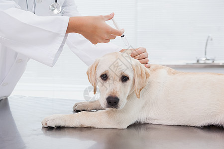 兽医在可爱的狗身上打针快乐微笑办公室检查医务室考试女士宠物动物家畜图片
