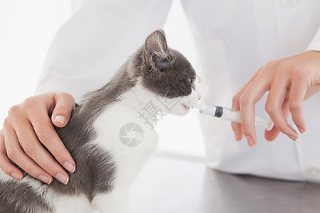 给可爱的小猫打针宠物考试兽医检查快乐专家女性医疗家畜动物图片