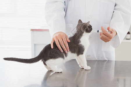给可爱的小猫打针快乐考试女性医疗家畜工作动物宠物办公室医务室图片